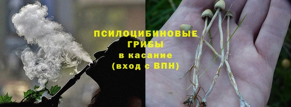 сатива Каменка