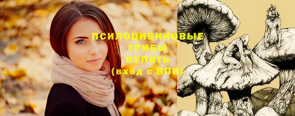 сатива Каменка