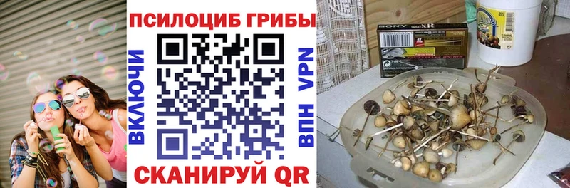 Псилоцибиновые грибы Psilocybine cubensis  купить закладку  Калининец 